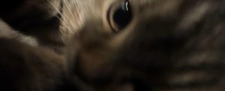 近づいてくる子猫