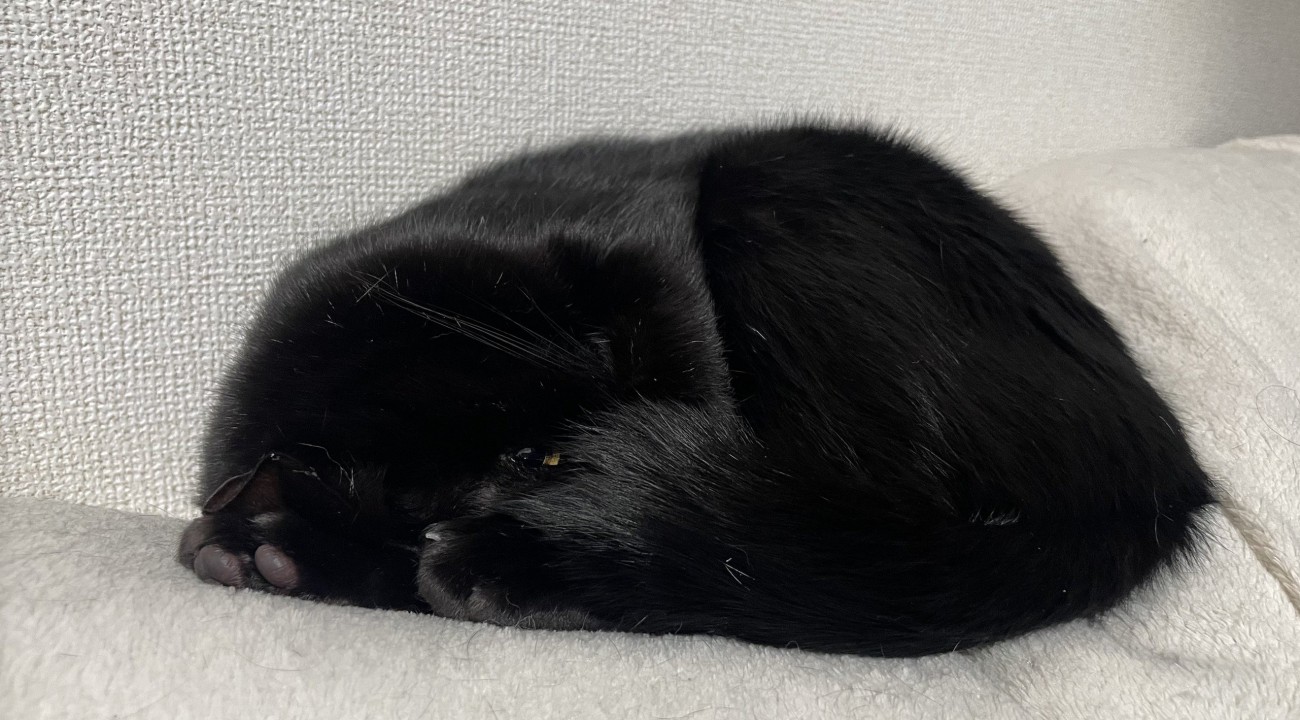 寝相によってどこが頭か分からなくなった猫