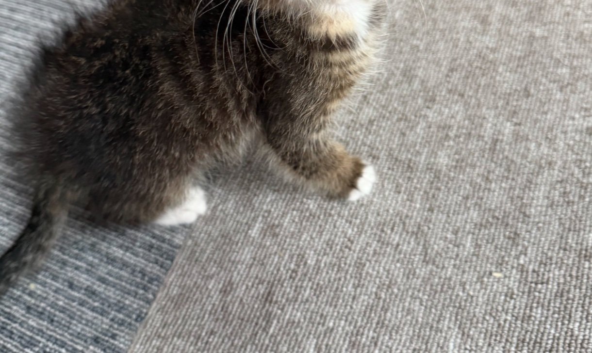 子猫の足元