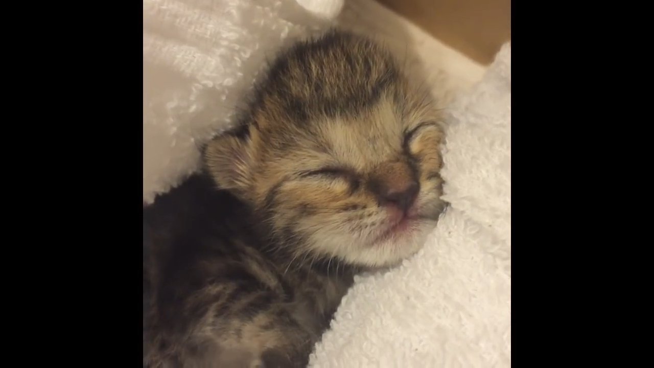 寝ている子猫