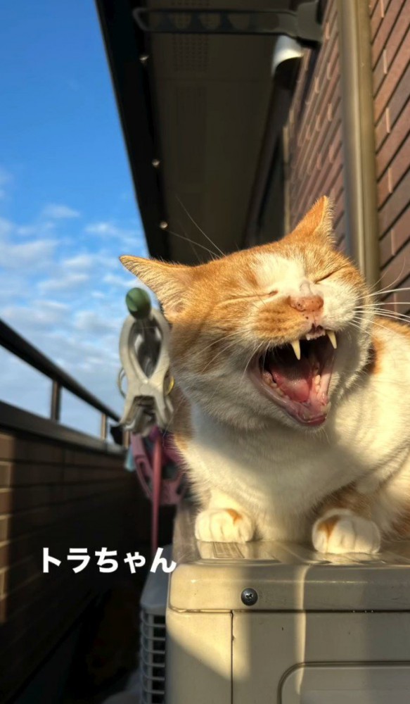 口を開ける猫