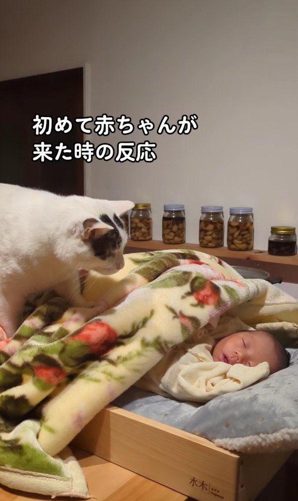 赤ちゃんを覗き込む猫