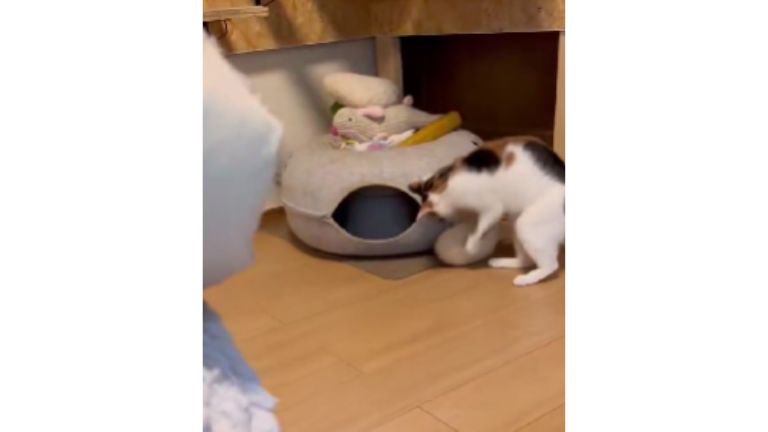 おもちゃで遊ぶ猫