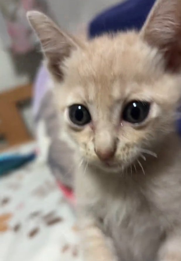 キュルキュルな目を持つ猫