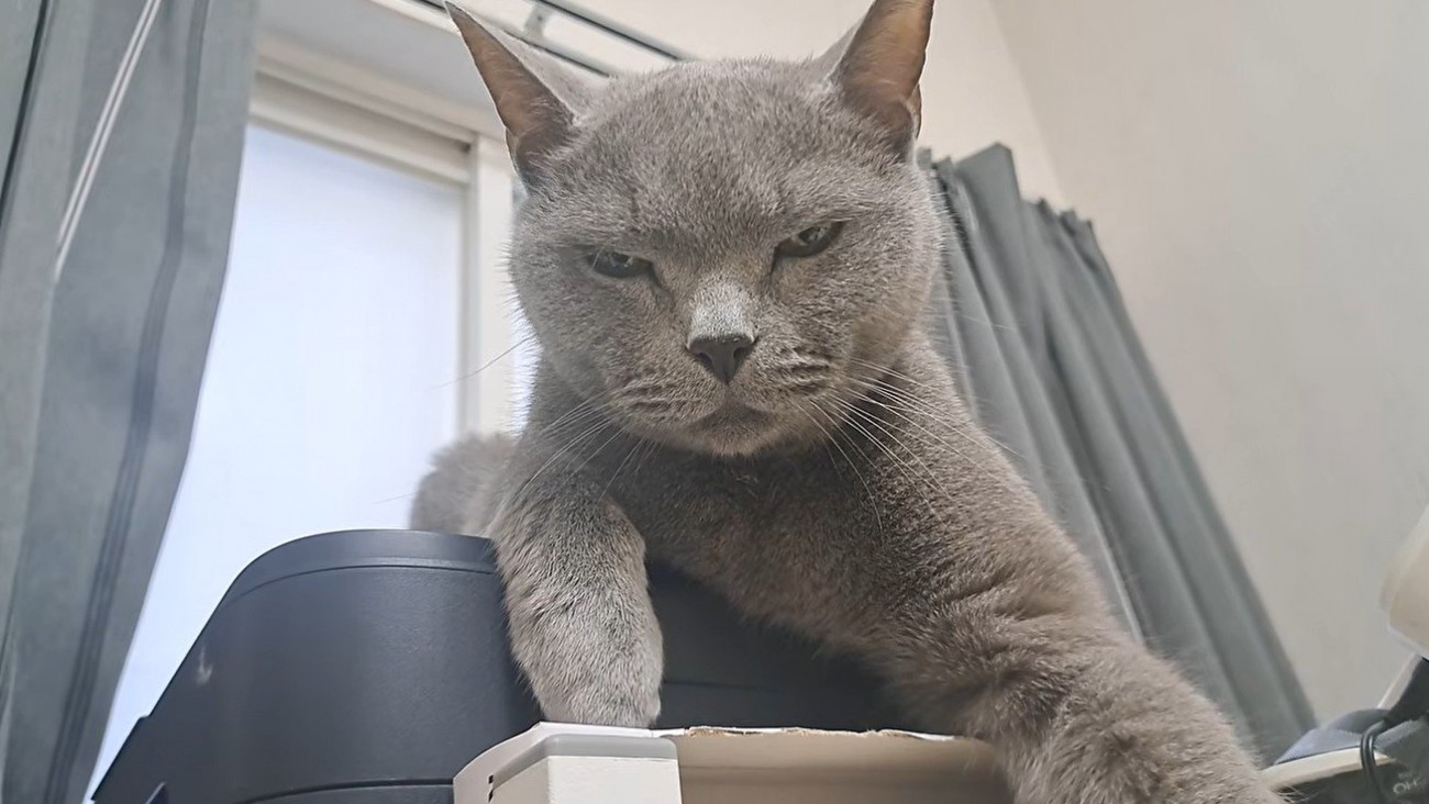 貫禄たっぷりのボス猫