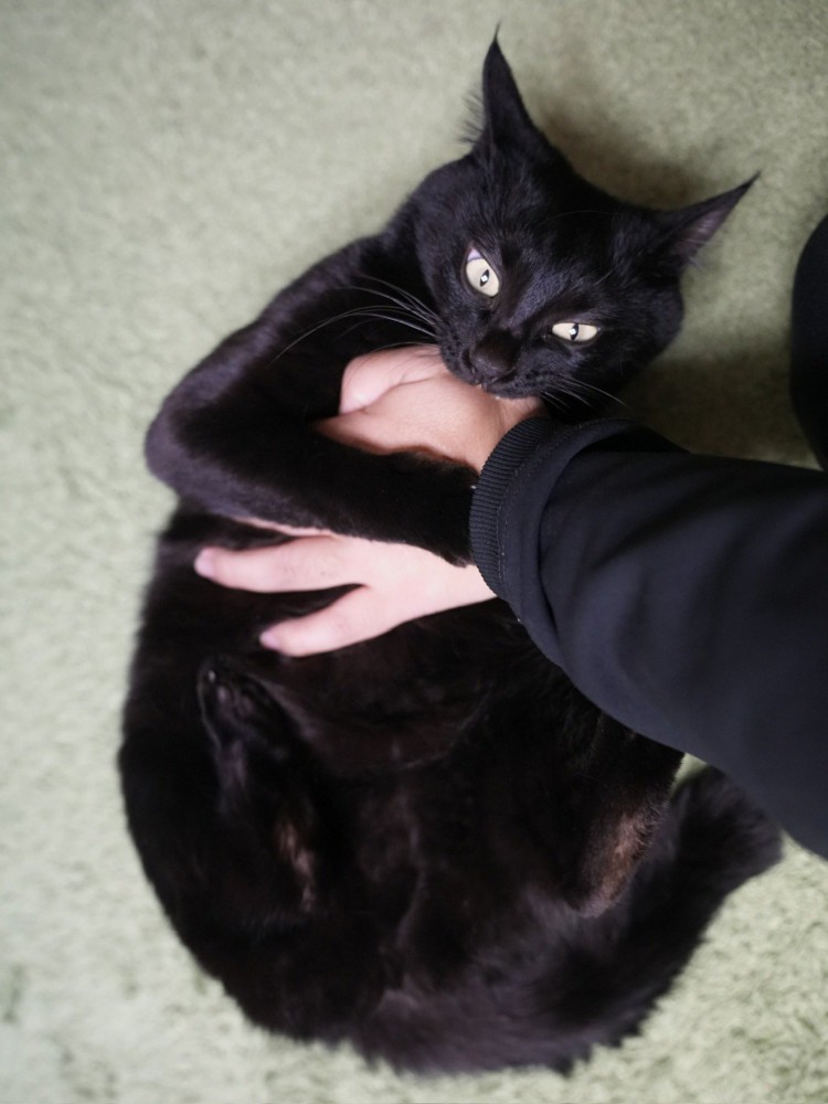 飼い主を甘噛みしている様子