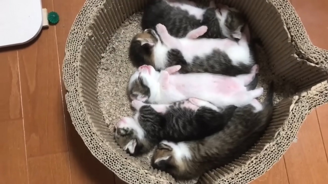 爪とぎベッドで眠る5きょうだい