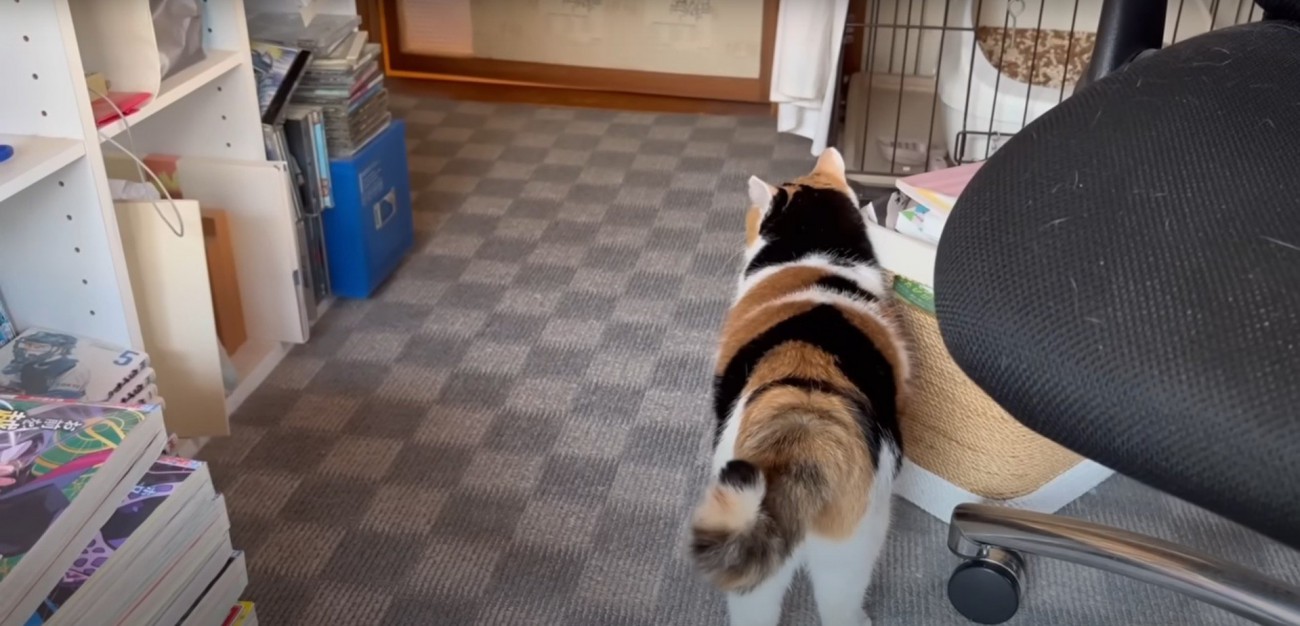 歩いている猫