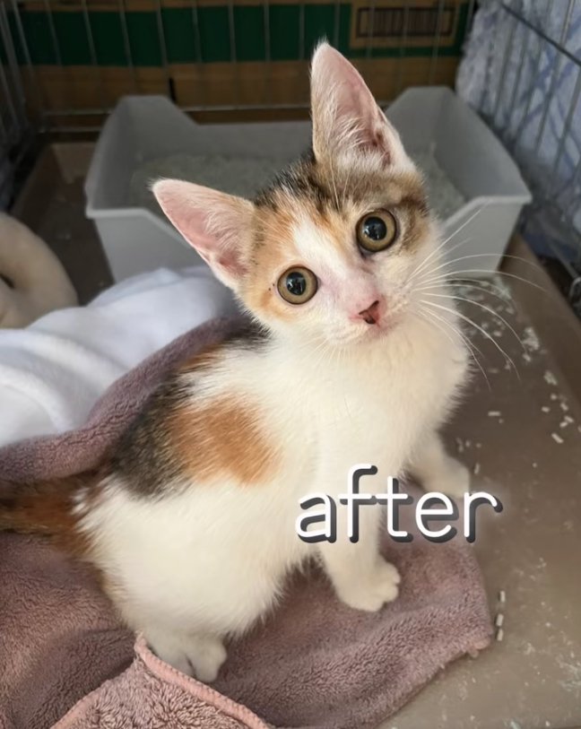 タオルの上にいる子猫「after」