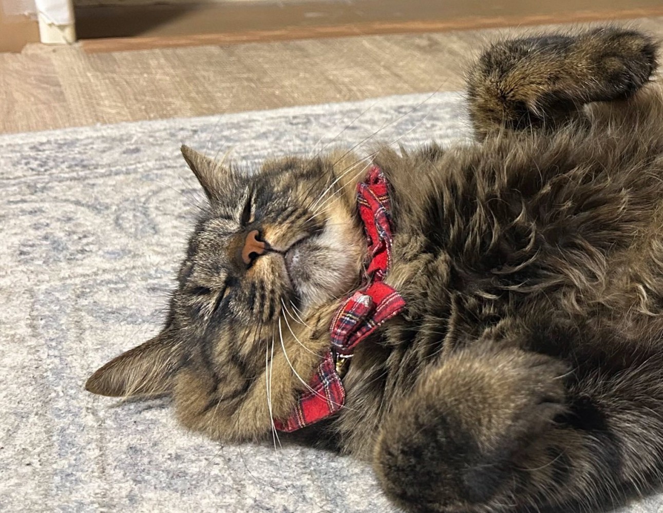 目を瞑る猫