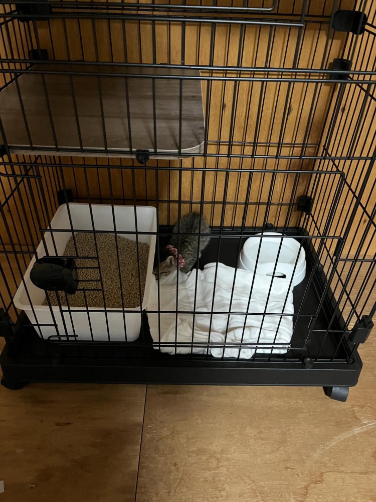 ケージの中にいる子猫