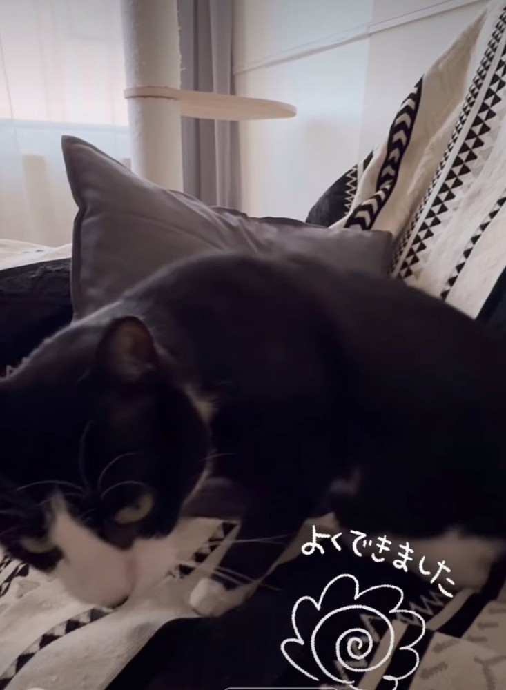 近づいてくる猫