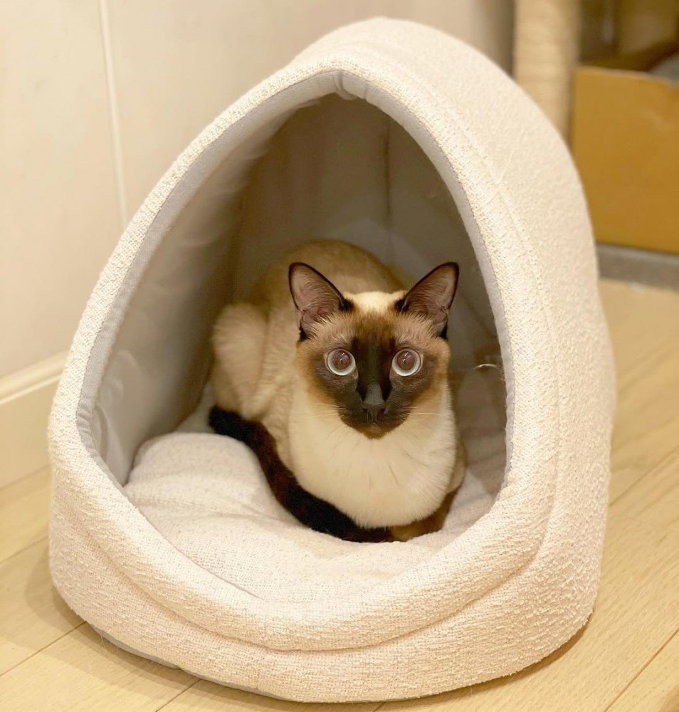 猫ベッドにいる猫