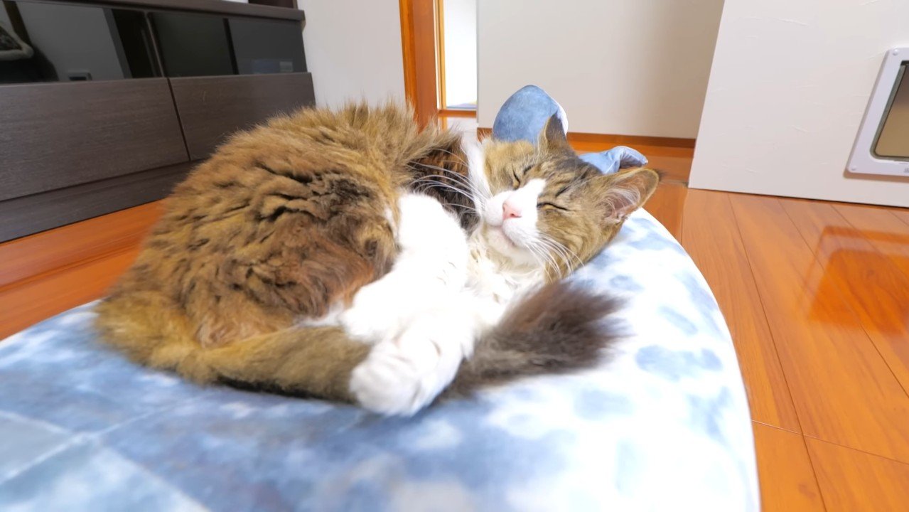 熟睡中