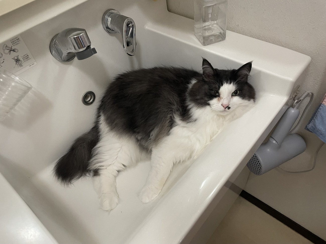 洗面台の中に寝転がる白黒猫