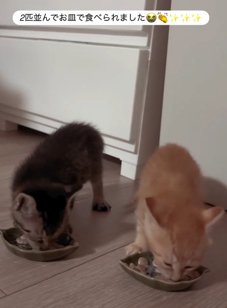 ご飯をたべる二匹の子猫