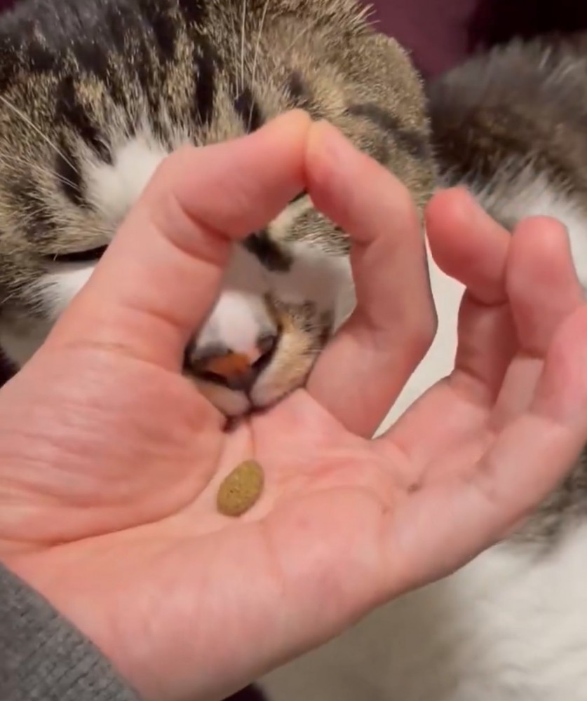 輪っかに口を入れる猫