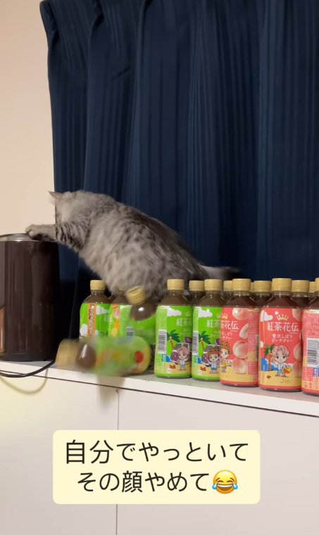 ペットボトルを落とす猫