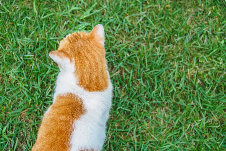 猫の散歩にはハーネスが必要！付け方やおすすめ商品