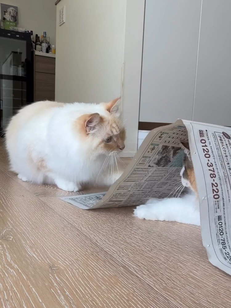 新聞紙の下にいる猫を見る猫