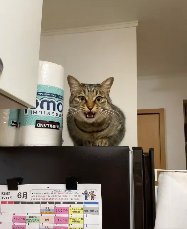 冷蔵庫の上にいる猫
