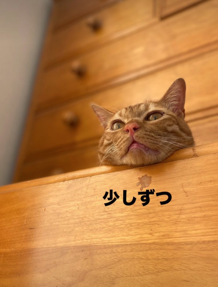 棚の上から顔を出す猫