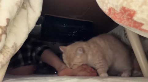 伸ばしている飼い主の足に噛みついている猫