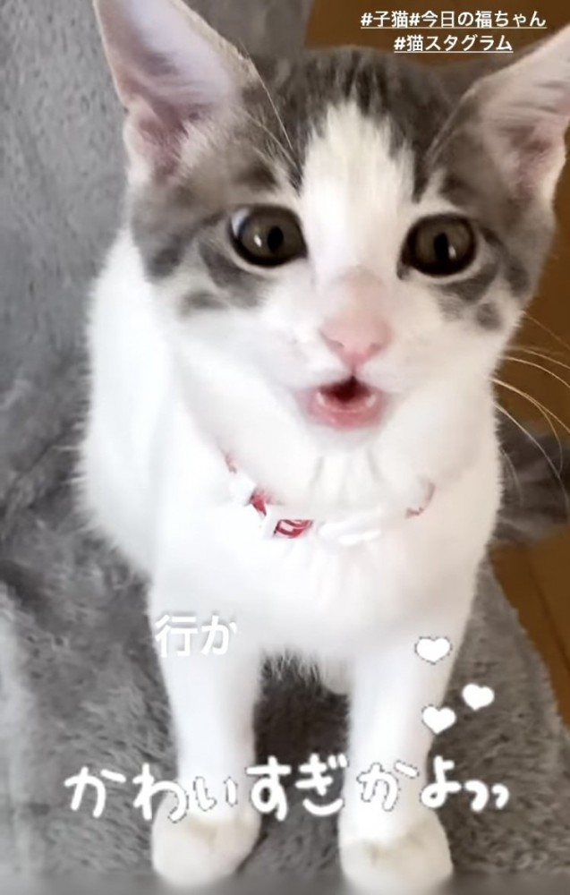 ママに向かって鳴く子猫