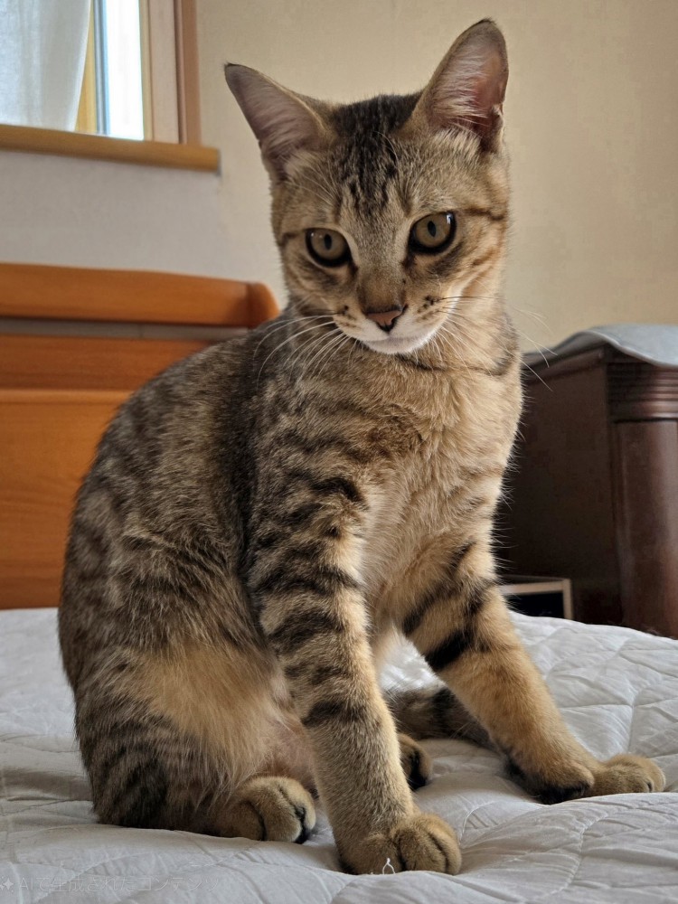 座って睨みをきかせる猫