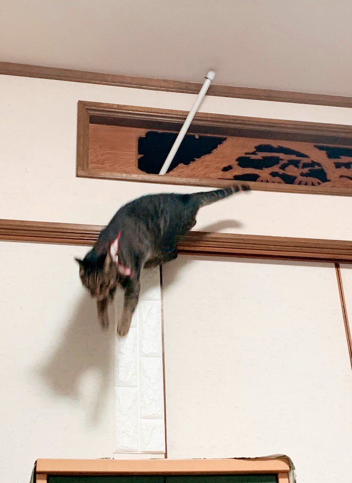 欄間から棒が差し込まれて床に降りる猫