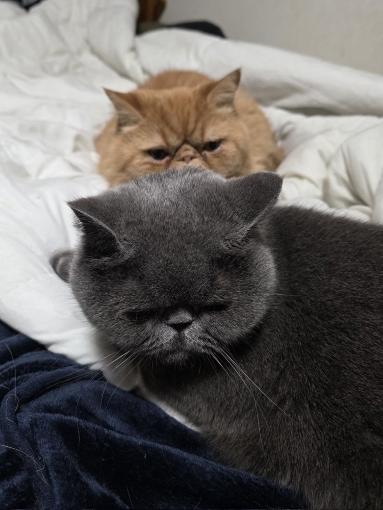 弟猫（グレー）を見る兄猫（茶）