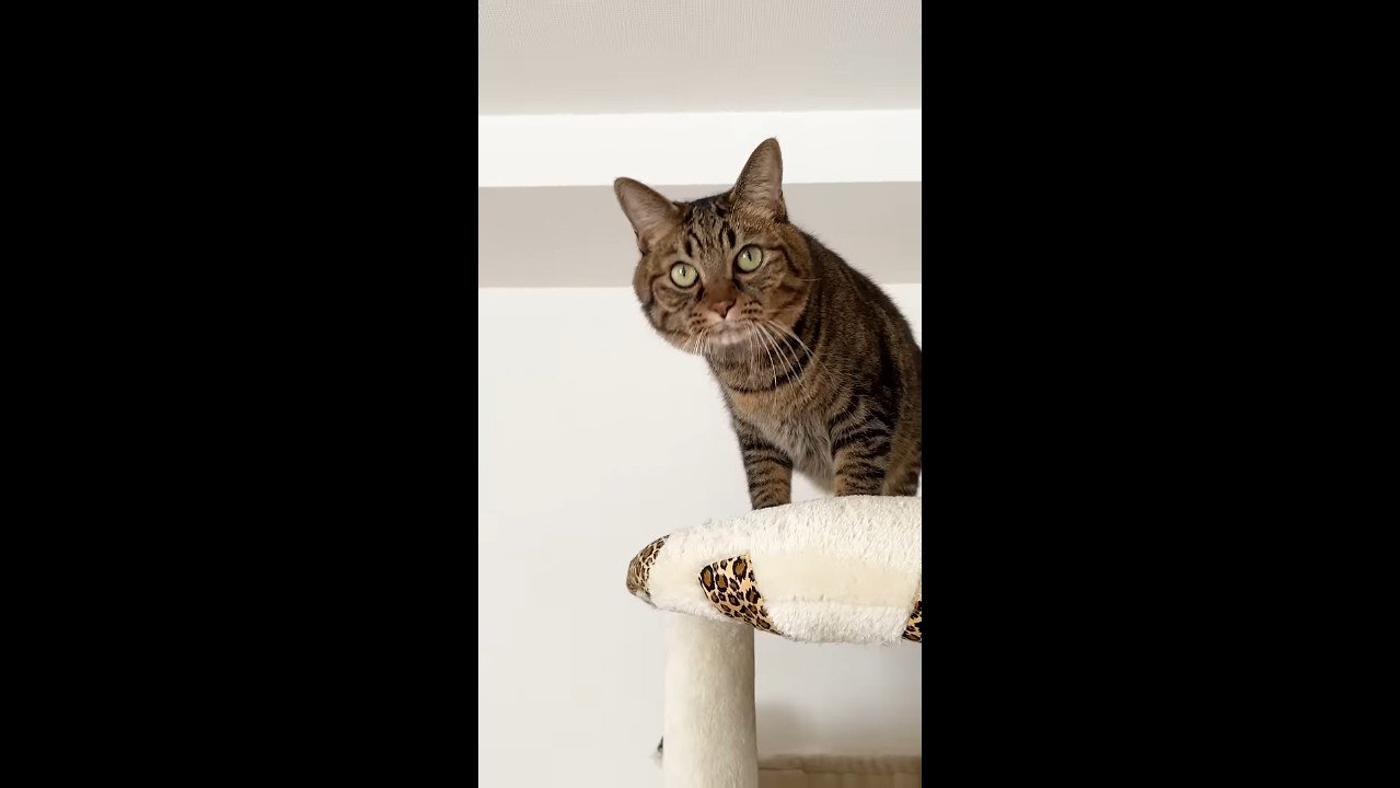 正面を見る大人さもじくん