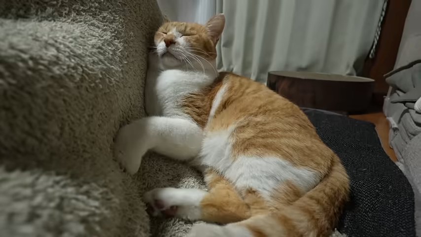 こたつ布団に顔をつけて寝る猫