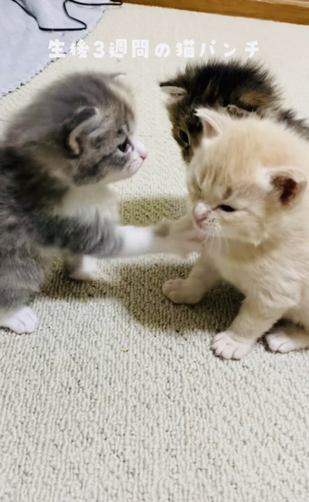 クリーム子猫に猫パンチするグレー子猫とそれを見る焦げ茶子猫