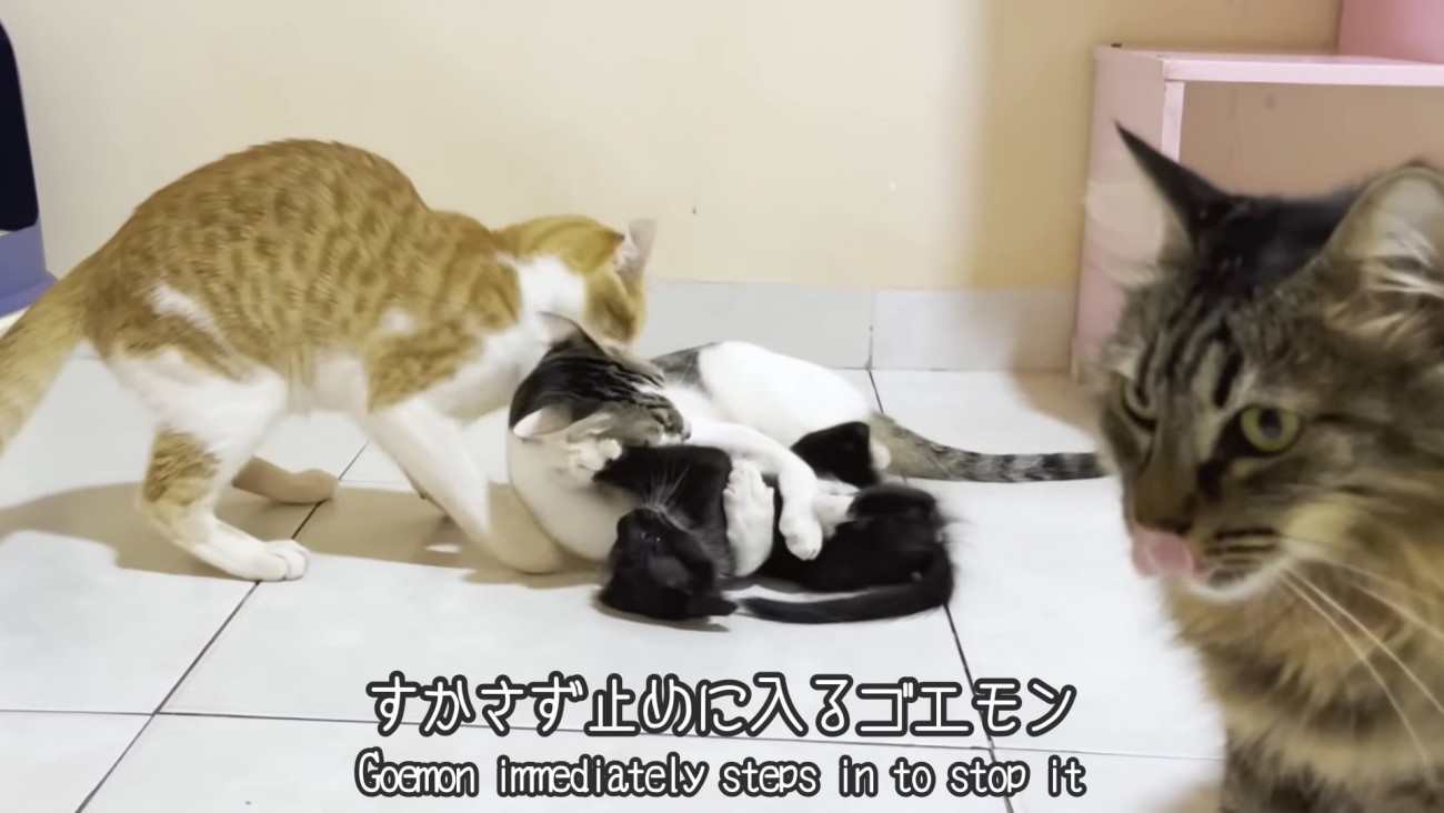 子猫にじゃれる成猫を止める茶白猫