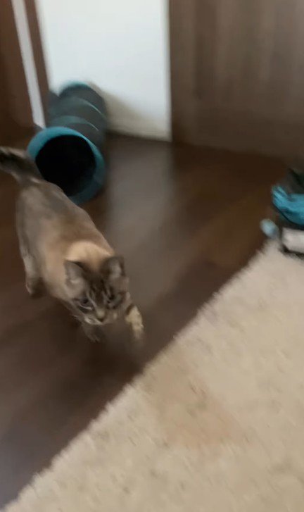 飼い主に駆け寄る猫