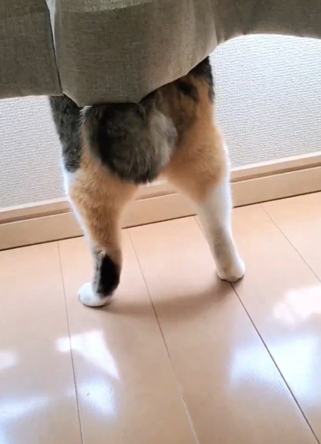 カーテンから下半身だけ見える猫