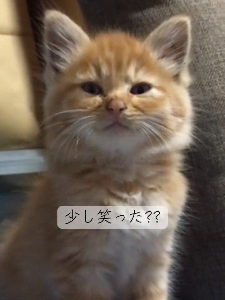 正面から見た子猫