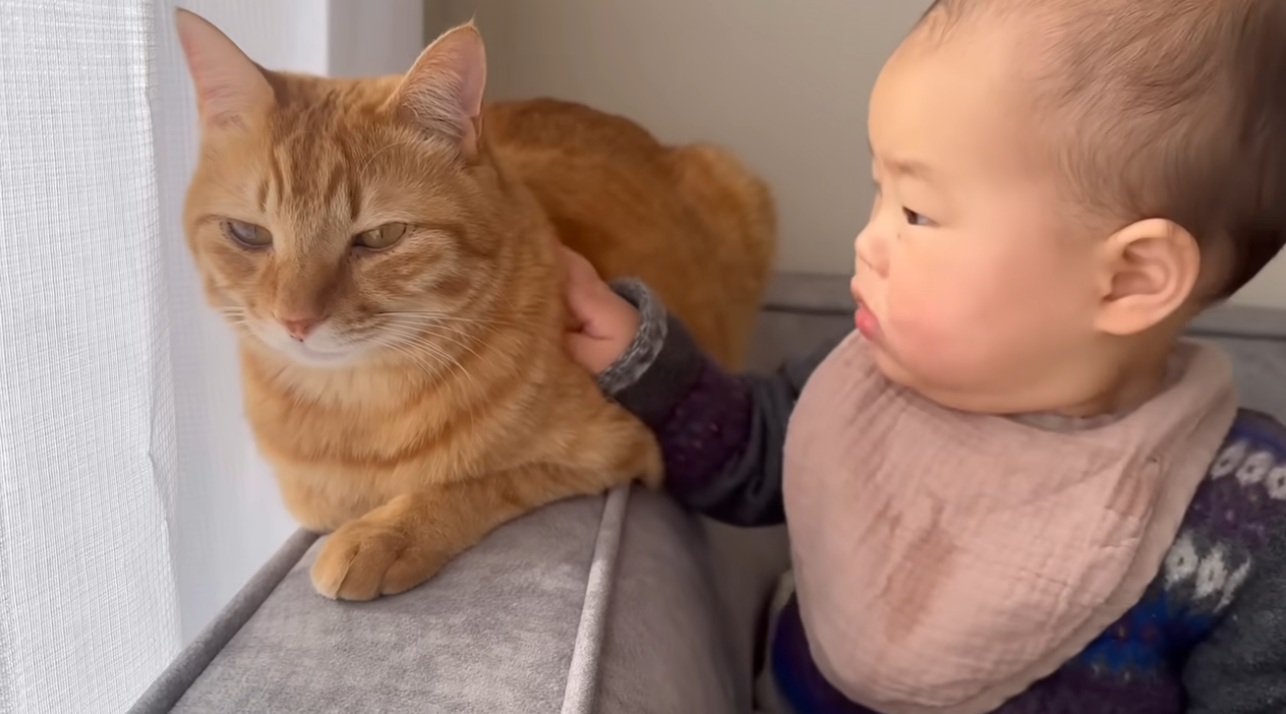 猫をなでている赤ちゃん