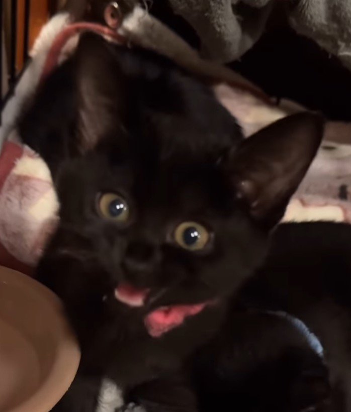 口を開けるピンクの首輪を着けた子猫