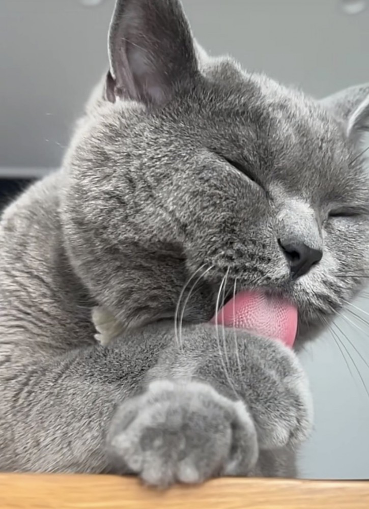 舌を出す猫の写真2