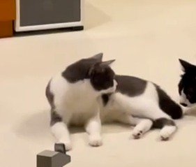 兄猫を見つめる妹猫