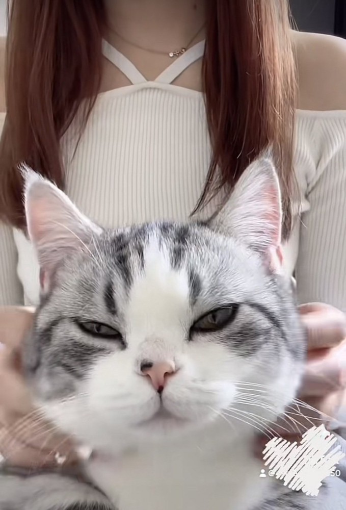 ママに顔を撫でられるミヌエット