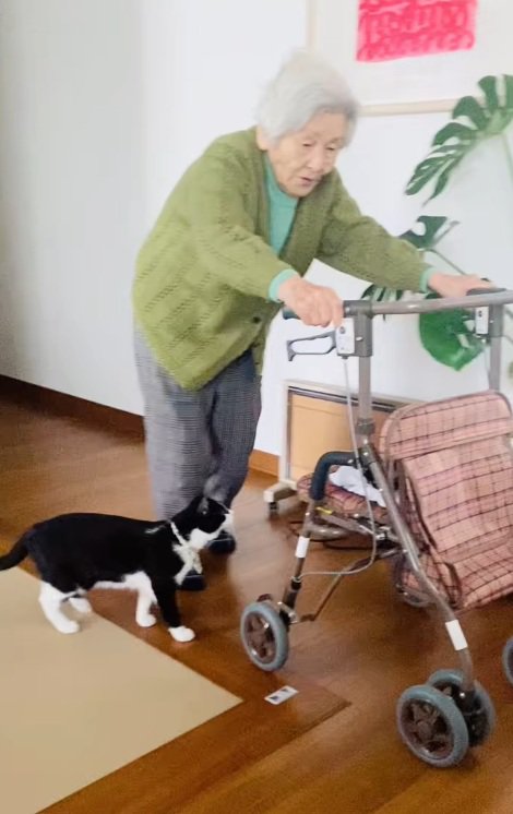 おばあちゃんとカートを見ている猫
