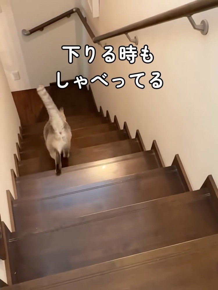 階段を下りる猫