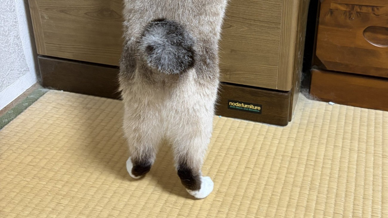 立ち上がっている猫の足