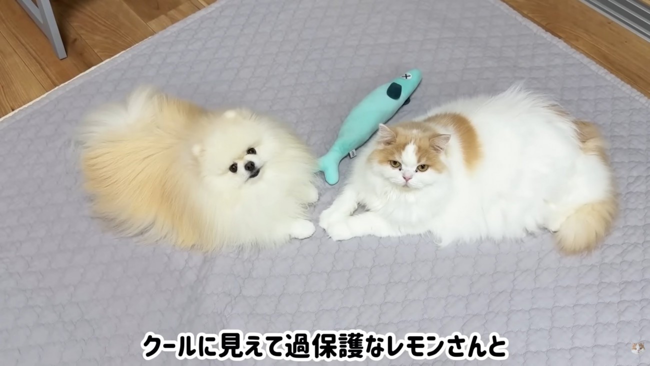 テロップ「クールに見えて～」