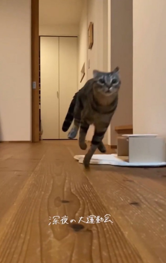 部屋を走り抜けるネネちゃん3