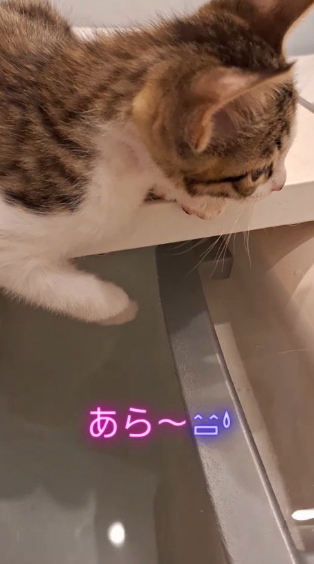 浴槽の蓋の上に座る子猫