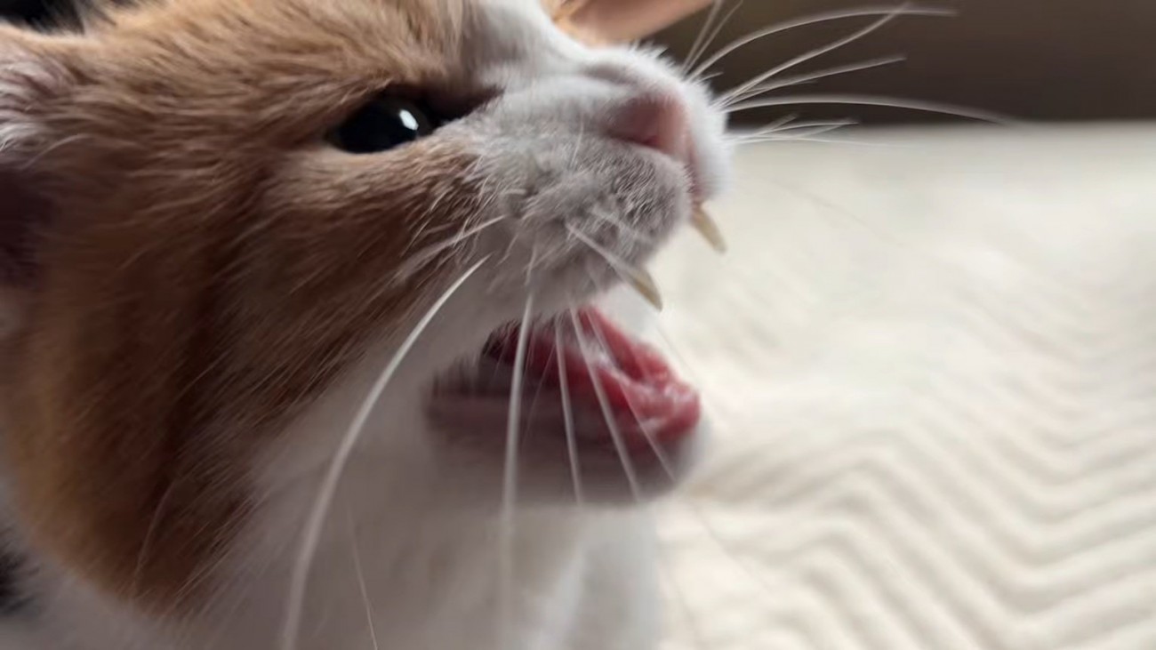 鳴く猫